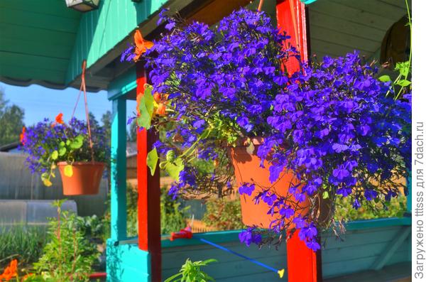 Лобелия Император Вилли