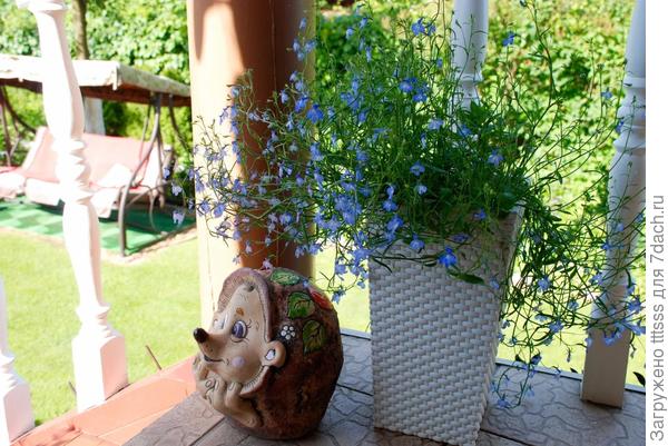 Лобелия эринус