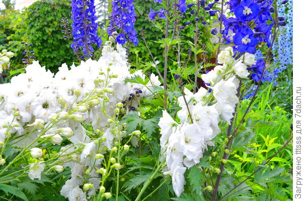 Дельфиниум Галахад (Galahad)