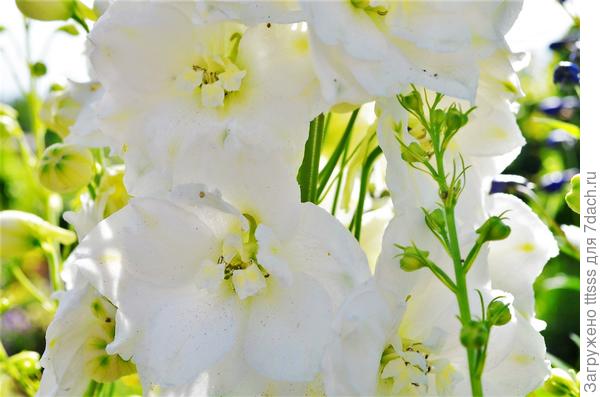 Дельфиниум Галахад (Galahad)