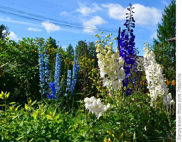 Дельфиниум Галахад (Galahad)
