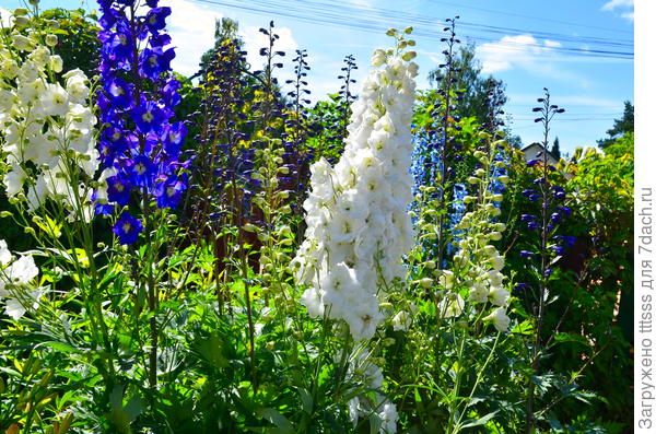 Дельфиниум Галахад (Galahad)