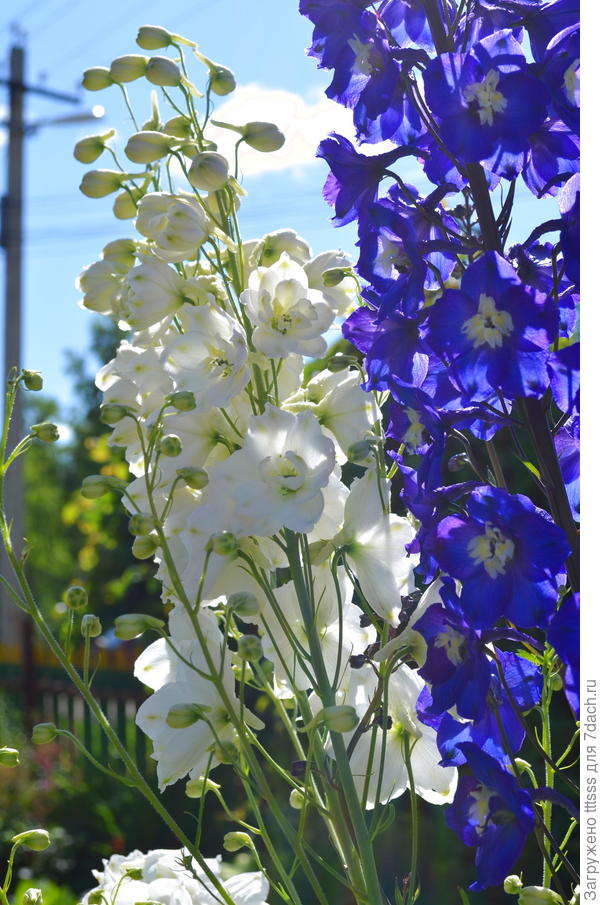 Дельфиниумы