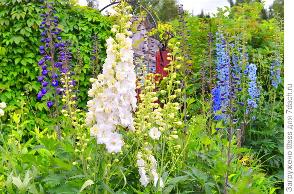 Дельфиниум Галахад (Galahad)