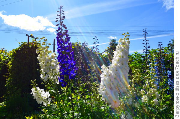 Дельфиниумы
