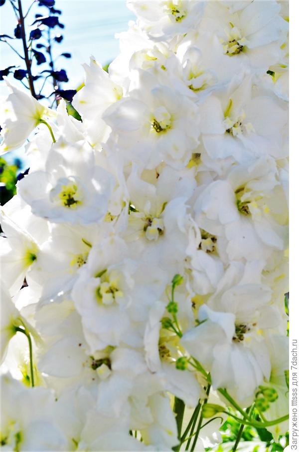 Дельфиниум Галахад (Galahad)