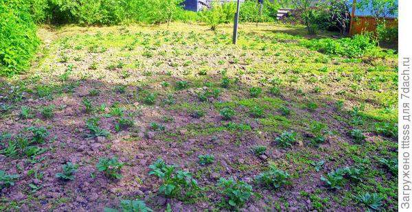 Участок с картофелем