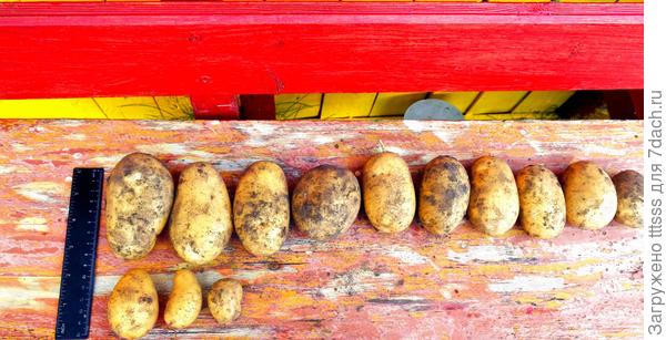 Урожай с одной ветки