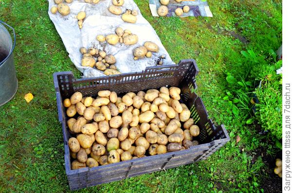 Урожай картофеля