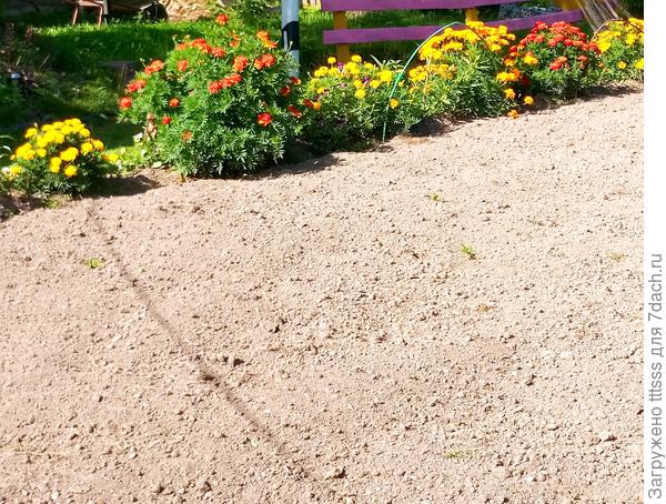 Бархатцы в борьбе с вредителями картофеля