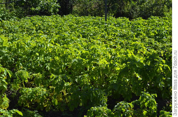 Выросла картошечка