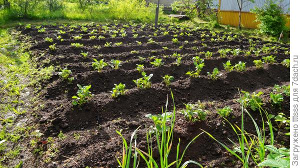 Окучивание