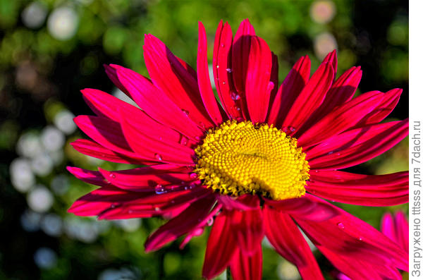 Ромашка красная (пиретрум)