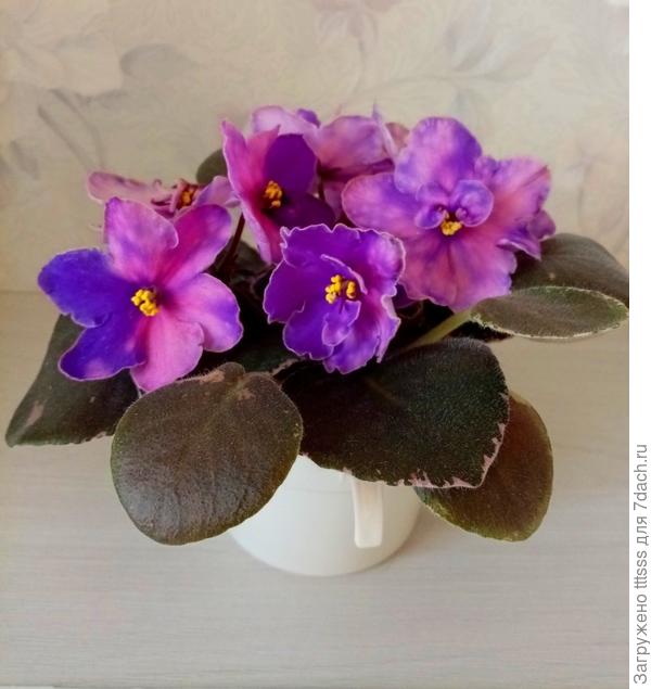 Фиалка химера