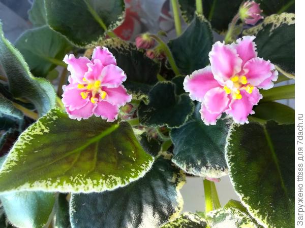 Фиалка розовая