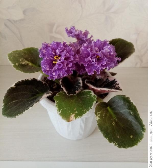 Фиалка ВаТ-Пудель