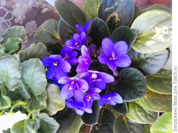 Узамбарская фиалка