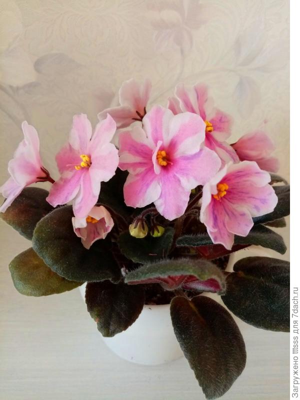 Ness' Spring Blush (Ness)
Химера