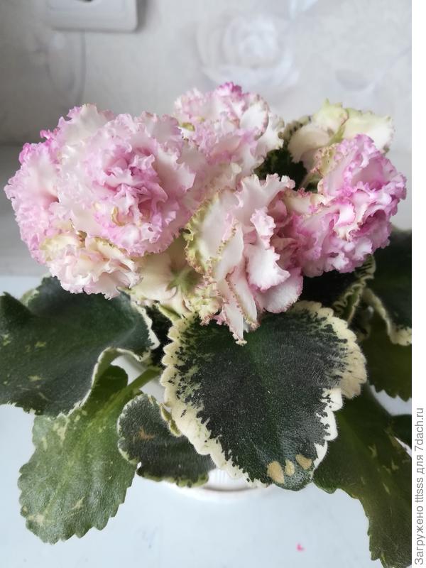 Фиалка ЛЕ-Изольда