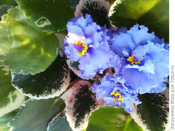 Фиалка Голубая лагуна