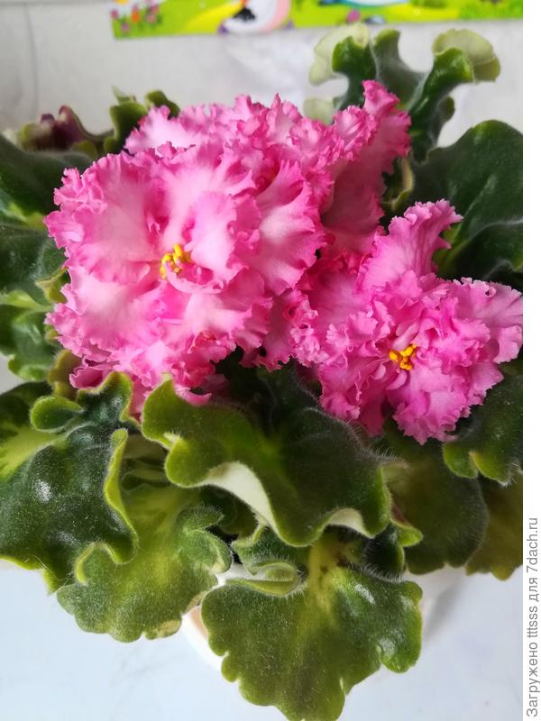 Фиалка ЛЕ-Rose Girl