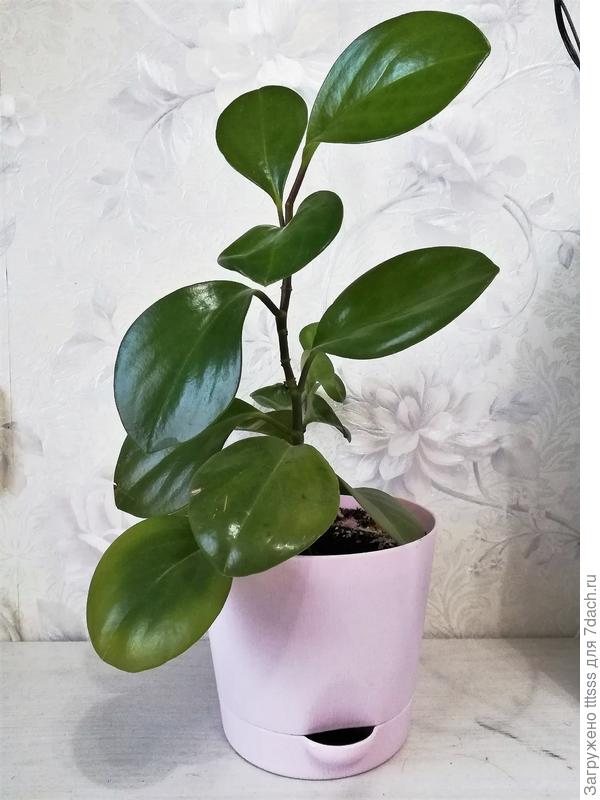 Пеперомия (Peperomia)