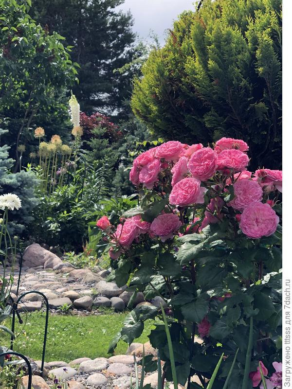 Роза Шраб Стоул