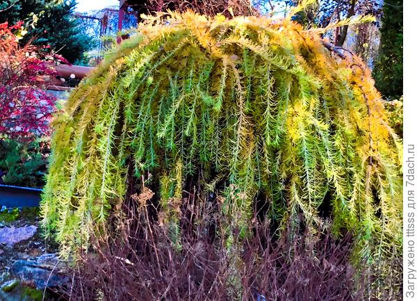 Лиственница Пендула