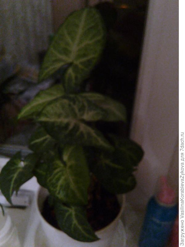 Здравствуйте ! Подскажите названия растений!)