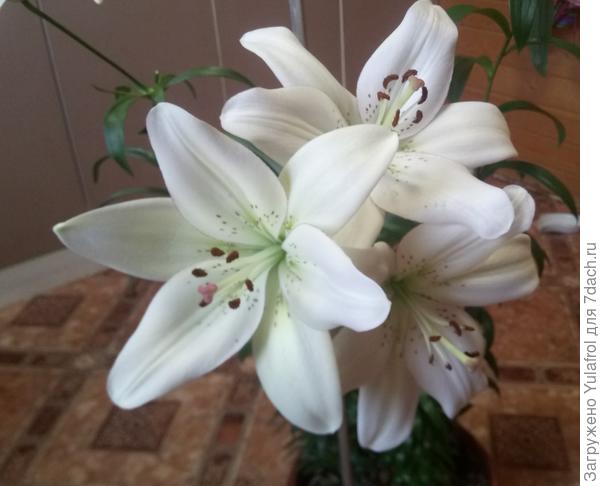 Мои лилии в горшке