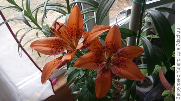 Мои лилии в горшке
