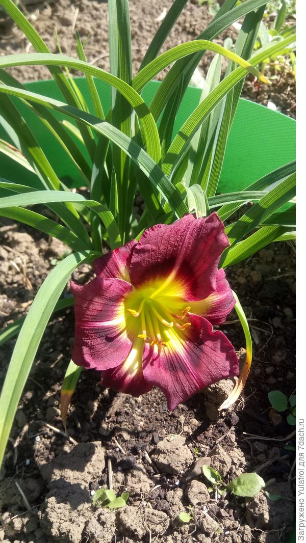 Катерина Вудбери