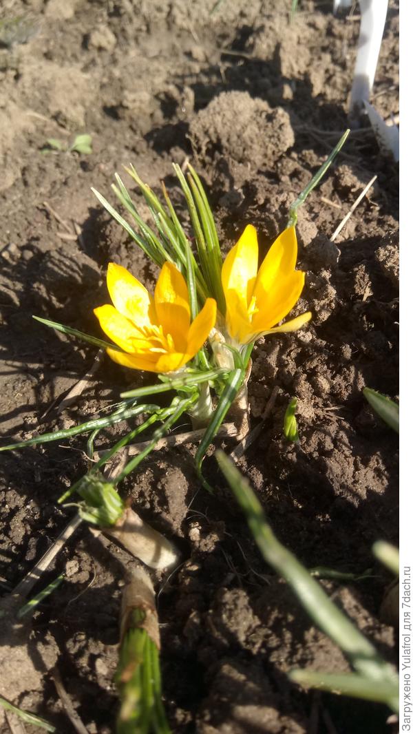 Желтые крокусятки