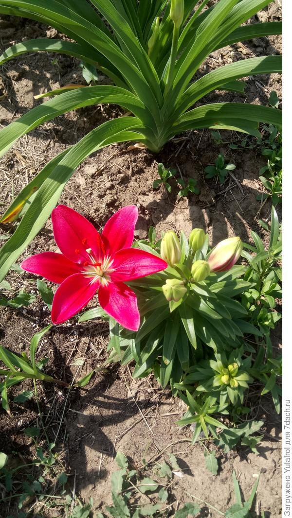 Лилия Баззер