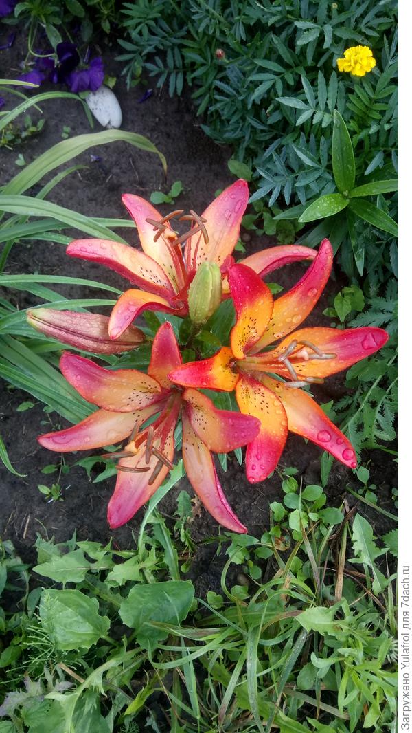 Королевский закат