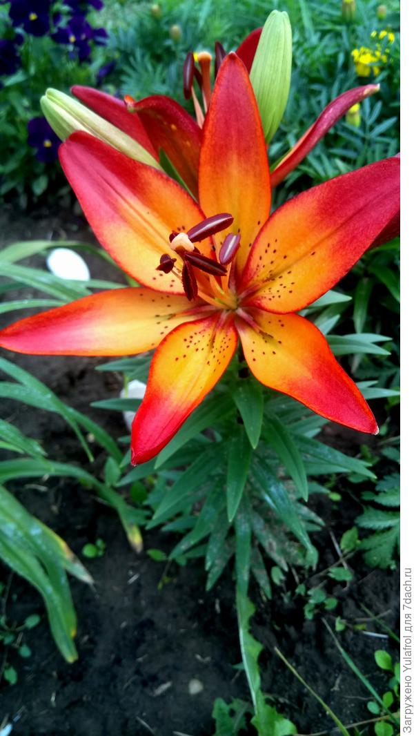 Раскрыл бутон