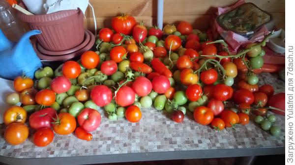 Собранные томаты