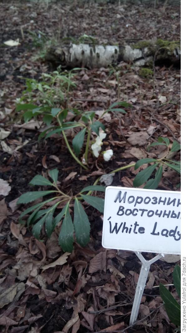 Морозник
