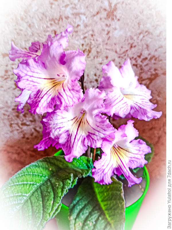 Стрептокарпус OD-Краля