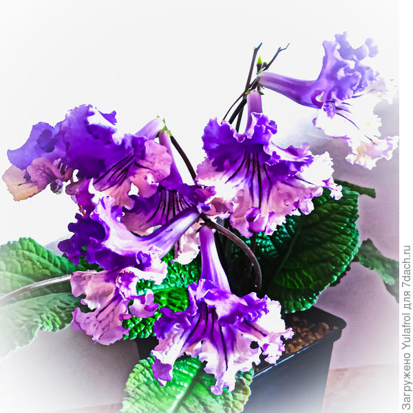 Стрептокарпус (сорт не знаю, в подарок пришел)