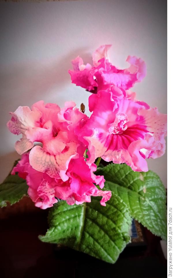 Стрептокарпус DS-1938