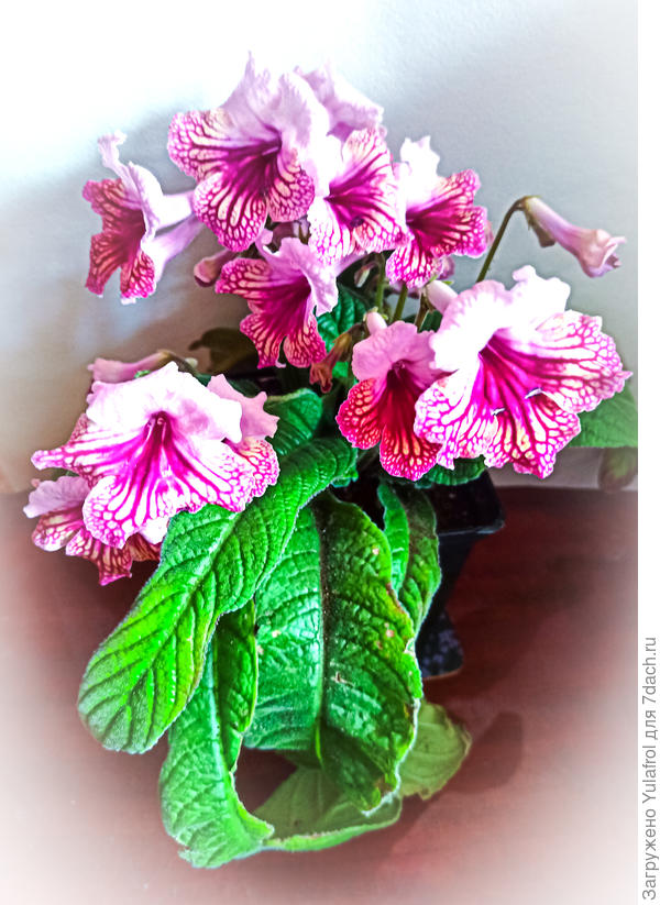 Стрептокарпус Harlequin Rose