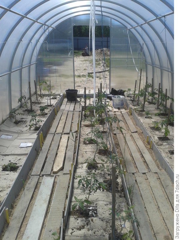 Я совсем новичок в садоводстве, в 2017 г. установили теплицу и второй год высаживаю томаты таким способом, намерена и дальше так делать.