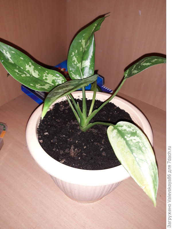 Что это за цветок?????