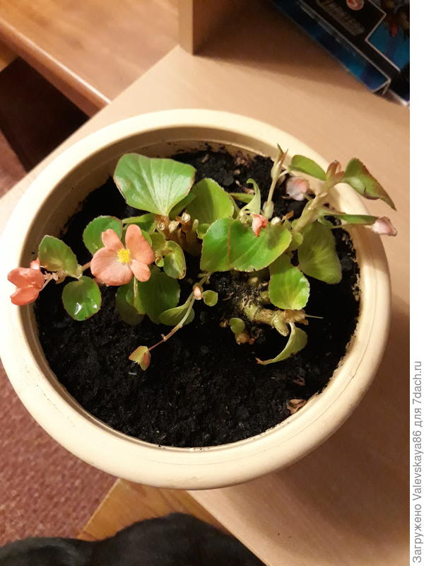 Что это за цветок?????