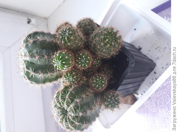 Какое название этого кактуса?