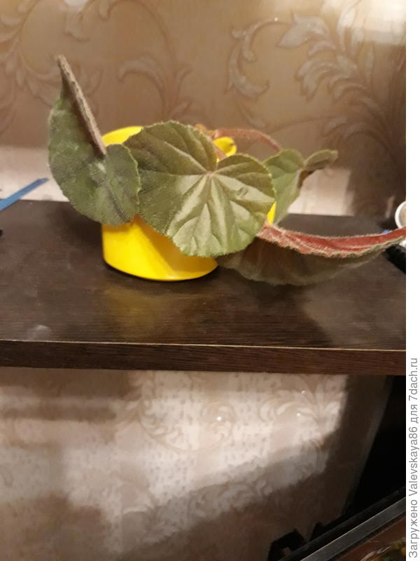 Что это за цветок????? Может какая небудь бегония,если да то какая?