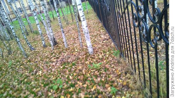 Вот так выглядит земля под деревьями и до сих пор, хотя убрали много берез