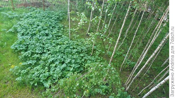 Вид сверху. Березы и борщевик