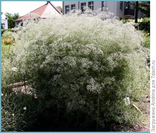 Вот представляете, такая пушистость вырастет!!!!!